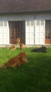 Maison de retraite pour chow chow