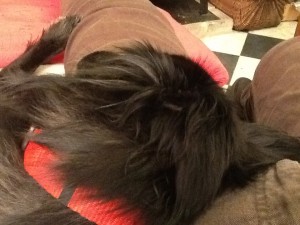 Sieste