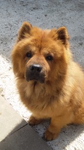 Ben oui, j'suis un beau chow chow, c'est évident!