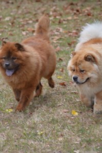 Deux copains, Lion et Gimmy