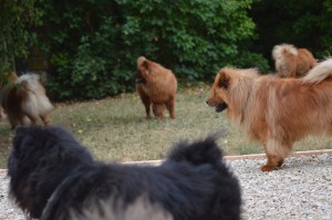 Lion et ses copains: Paco, Stuppa (de profil), Wen Laï (fesses de gauche), Altaï (fesses de droite)