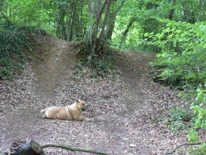 Moi je reste dans la forêt, c'est trop bien!