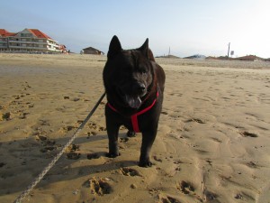 Il m'en est arrivé des aventures, j'en ai fait des voyages, avant de pouvoir fouler le sable des plages basquaises!