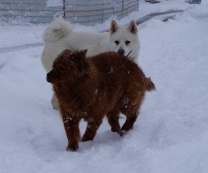 Farouk et Baïka