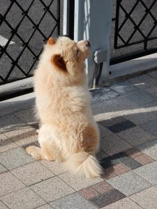 Jecko