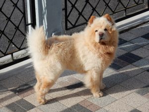 Jecko