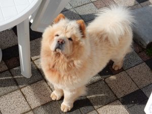 Jecko