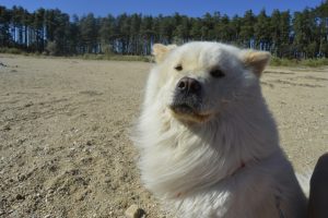 Alby