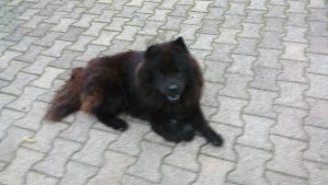 gitan