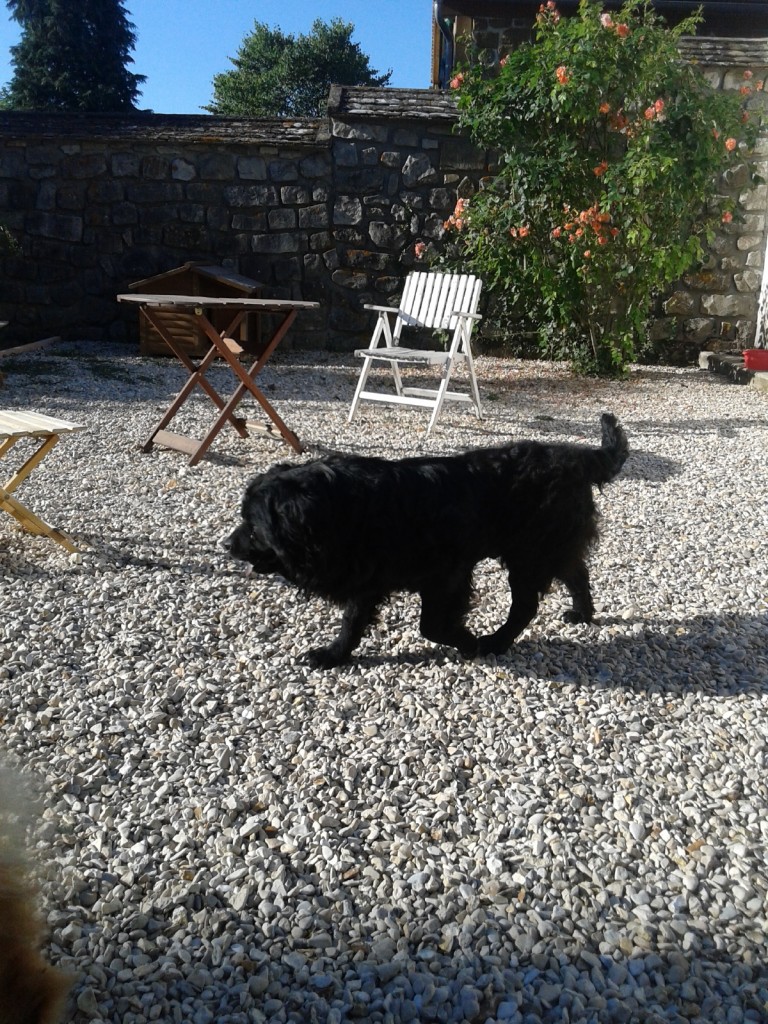 Gaston