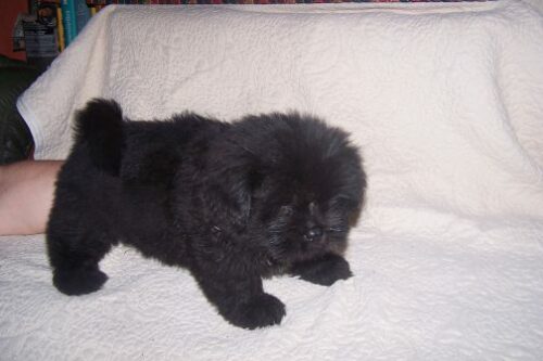 BB X CHOW CHOW 2 MOIS ASSOCIATION CHOW AU COEUR Nessy-1-e1500157762727