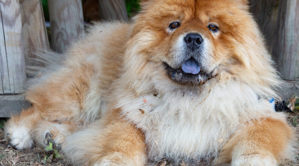 Chows adoptés en 2017, Chow au Coeur