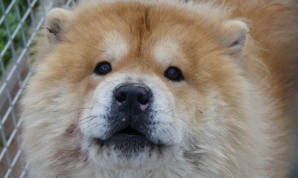 Chow Chows A L Adoption Chow Au Coeur Page 2 Chow Chows A L Adoption Chow Au Coeur Page 2