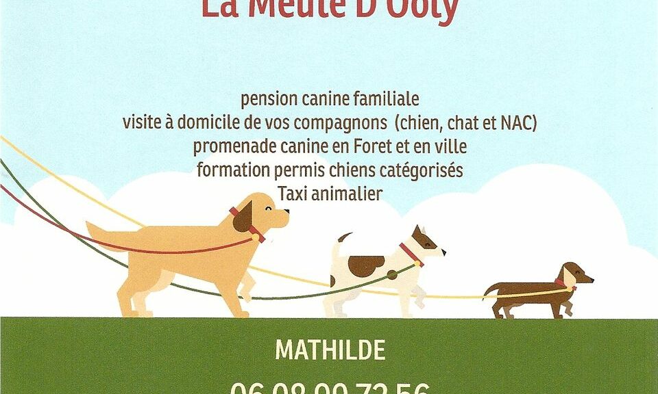 Terre de Diatomée  Chien Vie et Santé